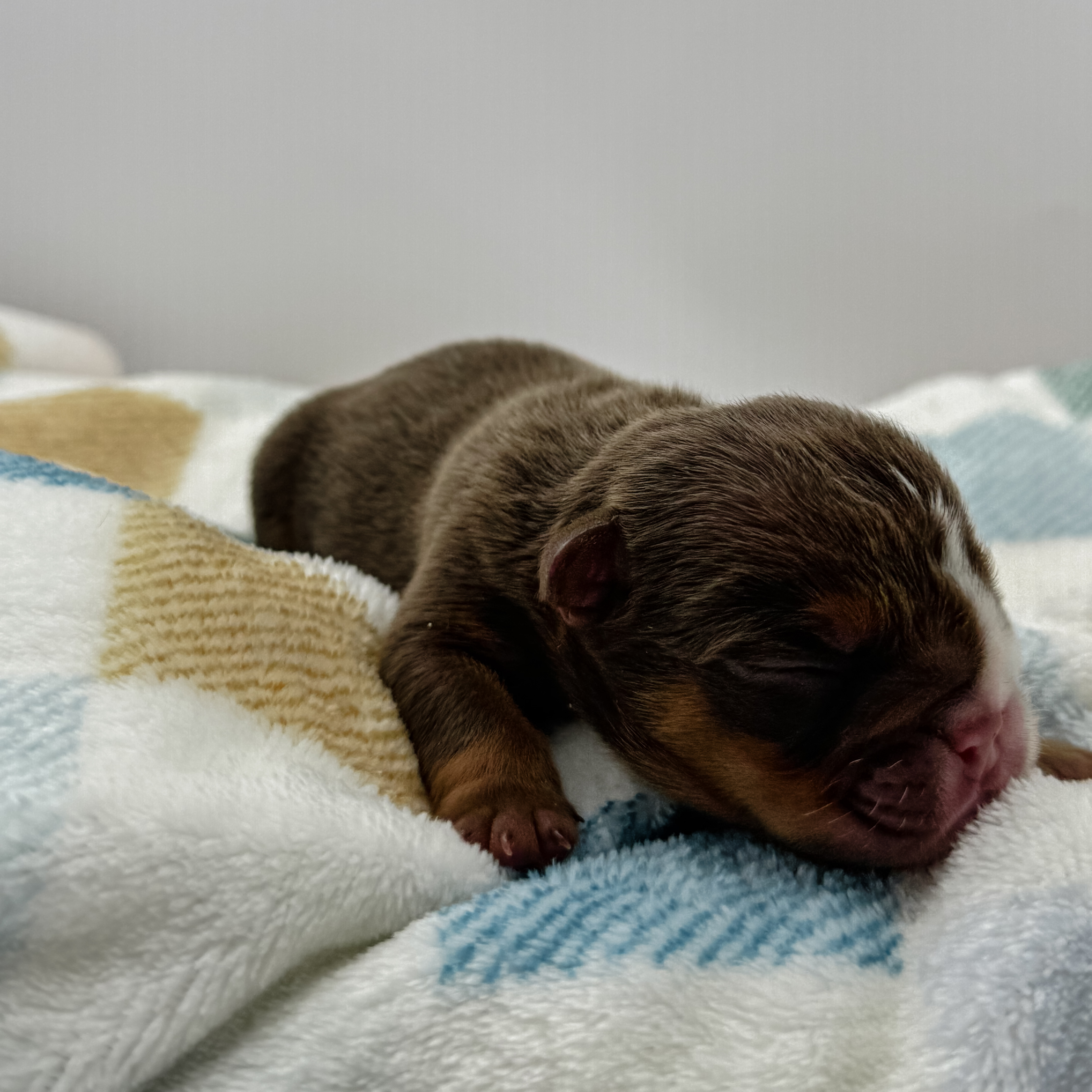 Bourbon - Handsome Male Bulldog Puppy